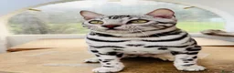 Bengal cats for sale:   Beautiful 4 year old Silver Bengal Girl  in Caernarfon - Advert 4