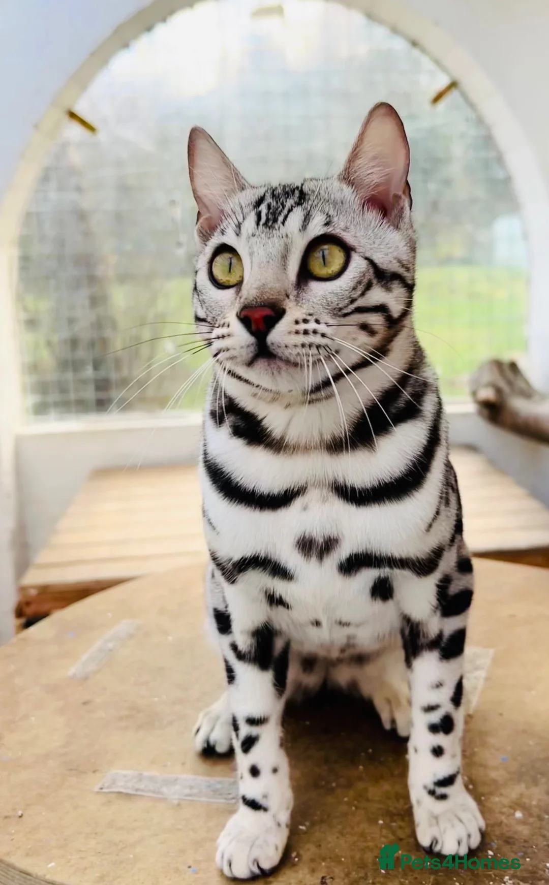 Bengal cats for sale:   Beautiful 4 year old Silver Bengal Girl  in Caernarfon - Advert 4