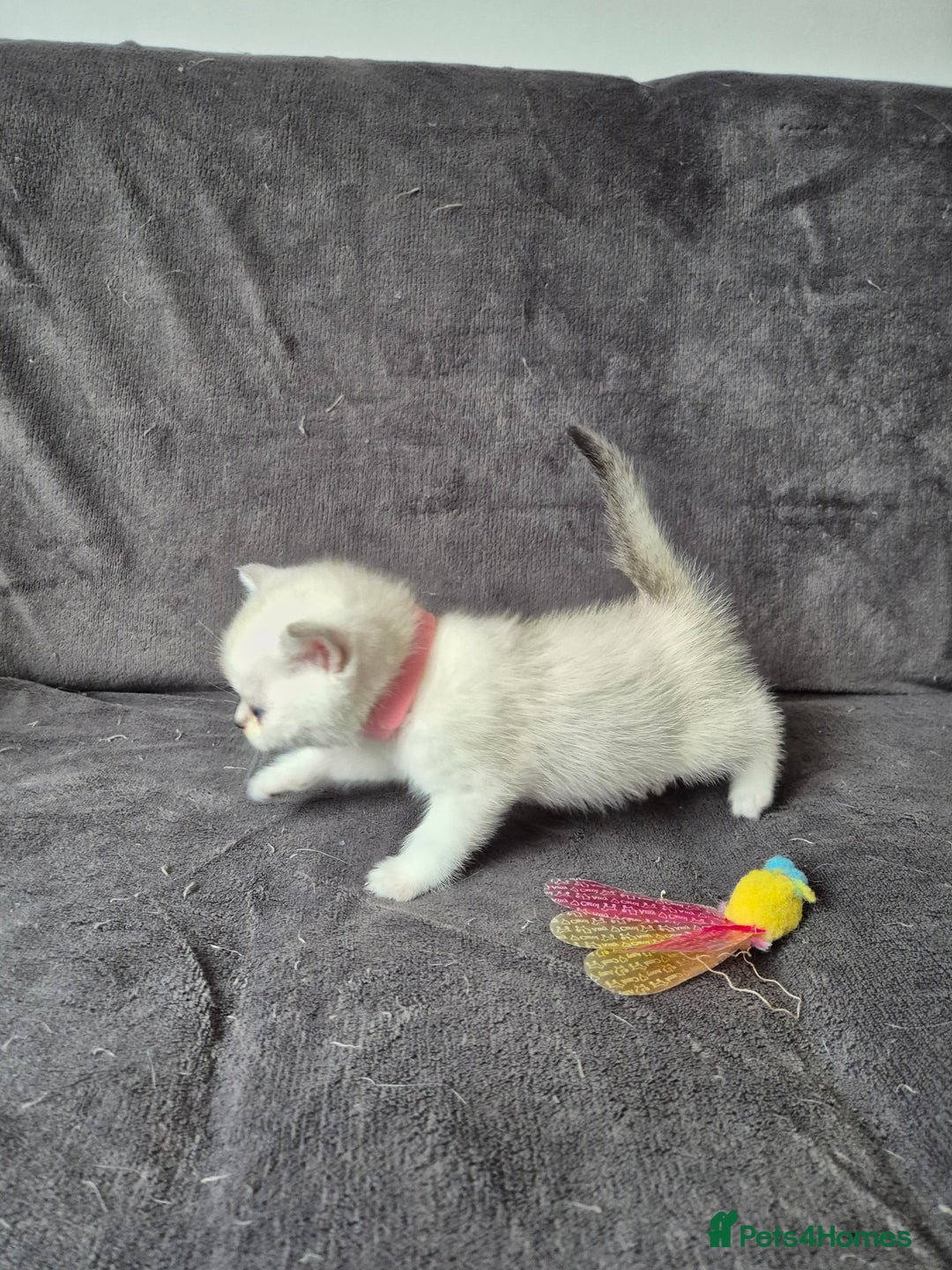 British Shorthair cats for sale: TICA Blue/gold/silver colourpoint - Image 9