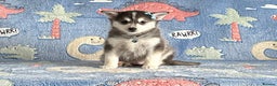 Pomsky dogs for sale: Stunning perfect husky markings f3 Pomsky puppies - Advert 4