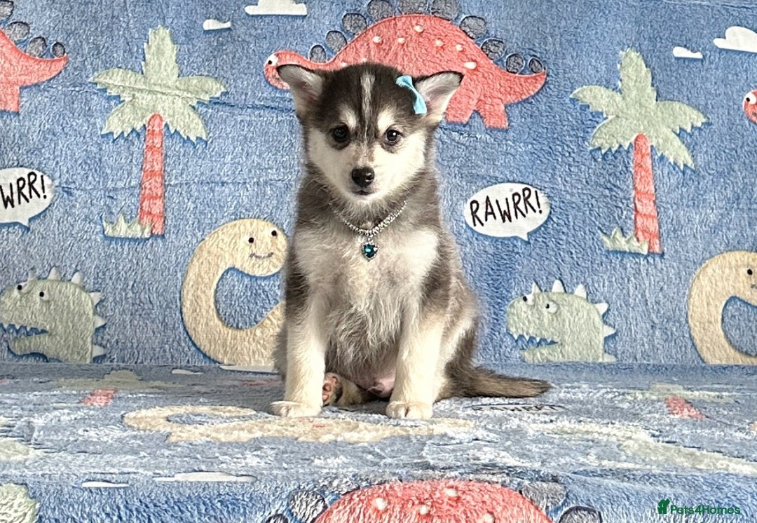 Pomsky dogs for sale: Stunning perfect husky markings f3 Pomsky puppies - Advert 4