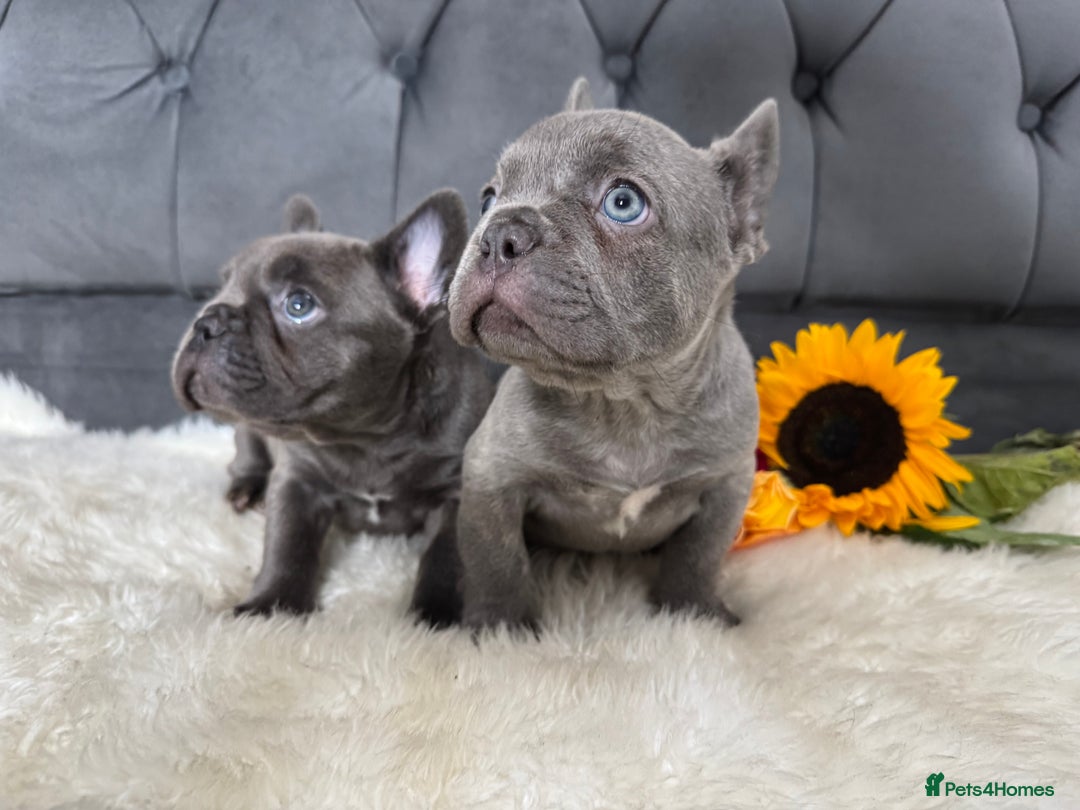 French Bulldog dogs for sale: BLUE GIRL 💗 and BOY 💙 frenchies available  - Image 5