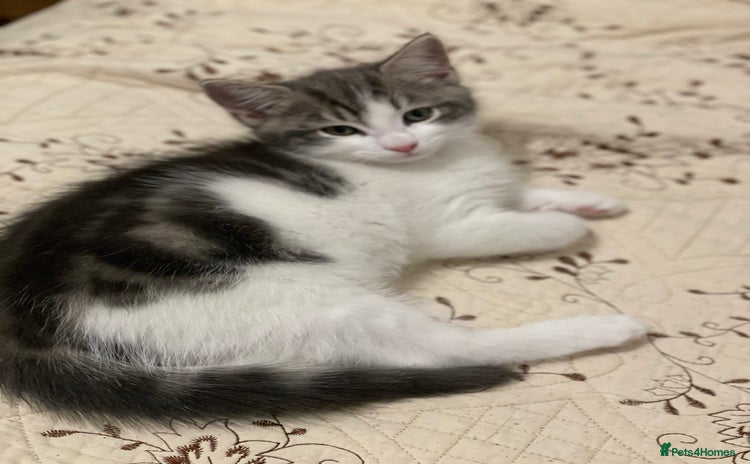 Khao Manee cats - Advert 13