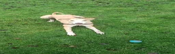 Mixed Breed dogs for sale: Obie lurcher X amazing family dog - Advert 2