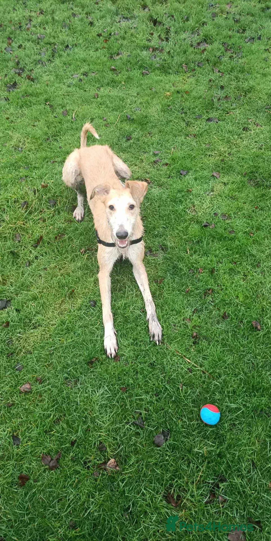 Mixed Breed dogs for sale: Obie lurcher X amazing family dog - Advert 2