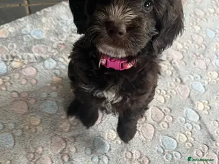 Cockapoo dogs Adorable cockapoo’s lovely in every way - Advert 1