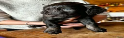 Cockapoo dogs for sale: Cockerpoo puppies F1 Reduced One Boy One Girl left - Advert 16
