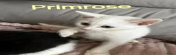 Turkish Angora cats for sale: ✨️🌸Stunning Turkish Angora Females✨️🌸 in Birmingham - Advert 3