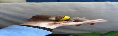 NoelaniDream Nutmeg Delight
