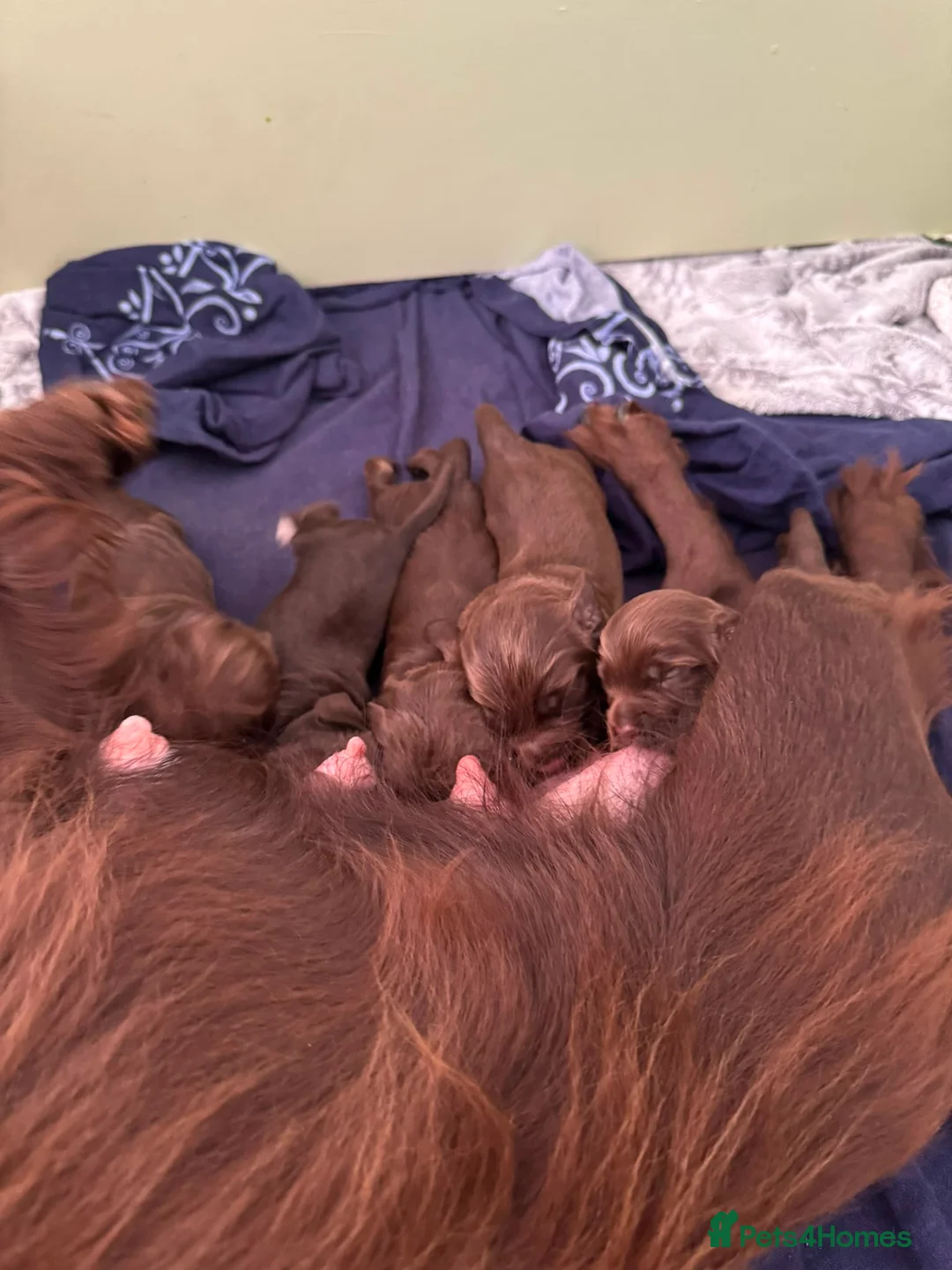 Cocker Spaniel dogs for sale: 6 Liver Cocker Spaniel Puppies - Advert 2