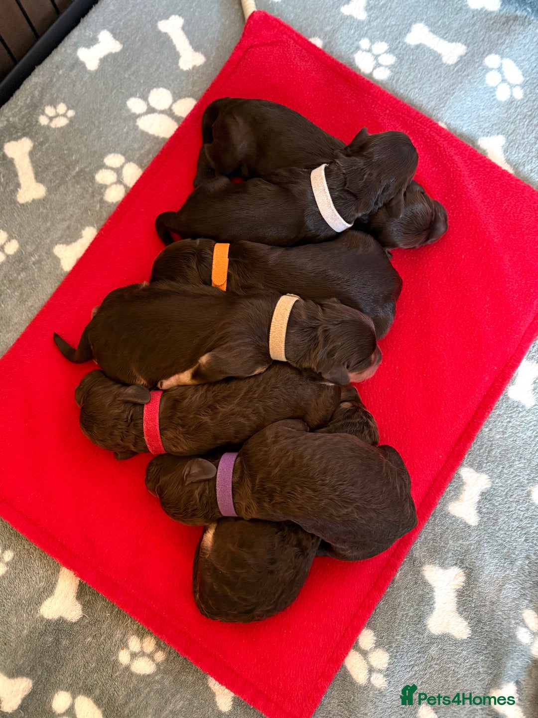 Cockapoo dogs for stud: 🧬F1 Chocolate Proven Cockapoo Stud Extensive DNA in Derby - Advert 8