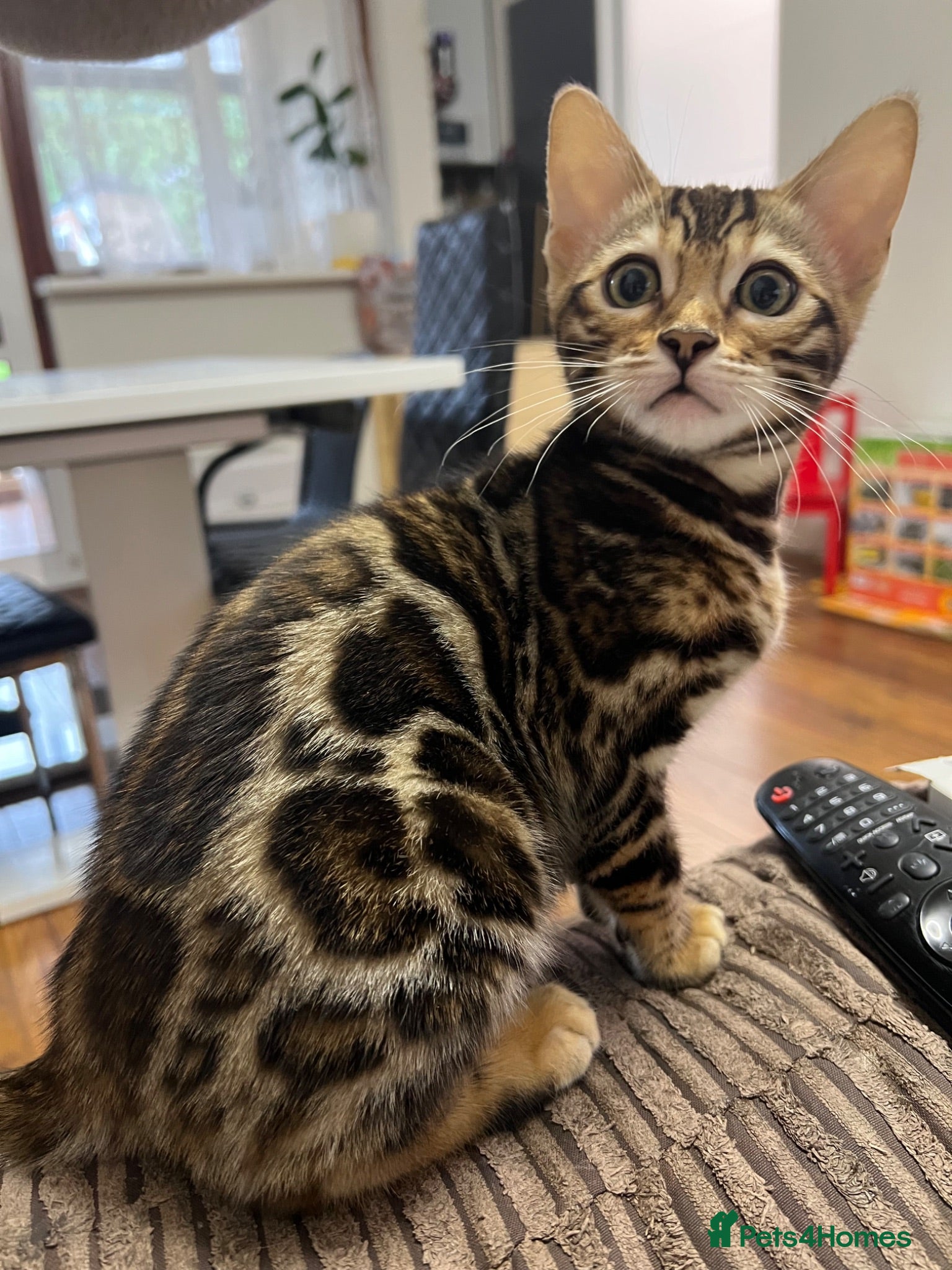 Bengal cats ✨STUNNING Bengal Kittens ✨ !!! Only one Left !!! - Advert 6