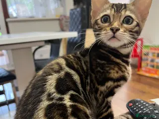 Bengal cats ✨STUNNING Bengal Kittens ✨ !!! Only one Left !!! - Advert 6