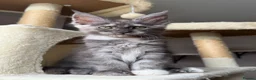 Maine Coon cats for sale: LAST AVAILABLE Moons Maines Maine Coon Kittens  - Advert 1