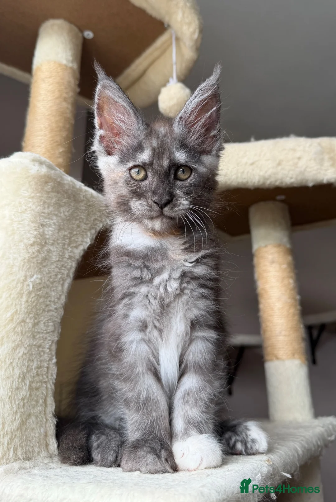 Maine Coon cats for sale: LAST AVAILABLE Moons Maines Maine Coon Kittens  - Advert 1