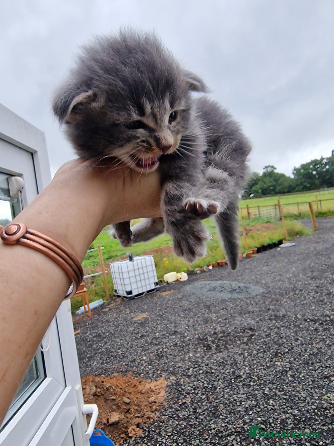 Maine Coon cats for sale: Blue/Silver Tabby Main Coon - Image 9