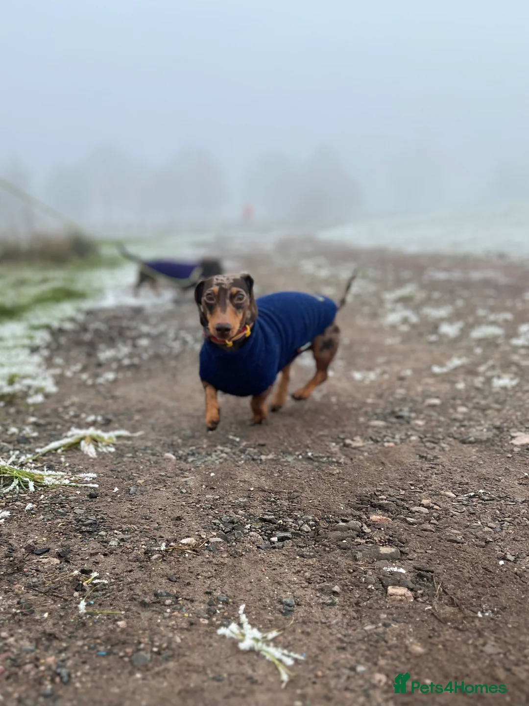 Miniature Dachshund dogs for sale: Hazel seeks new lap - Advert 4