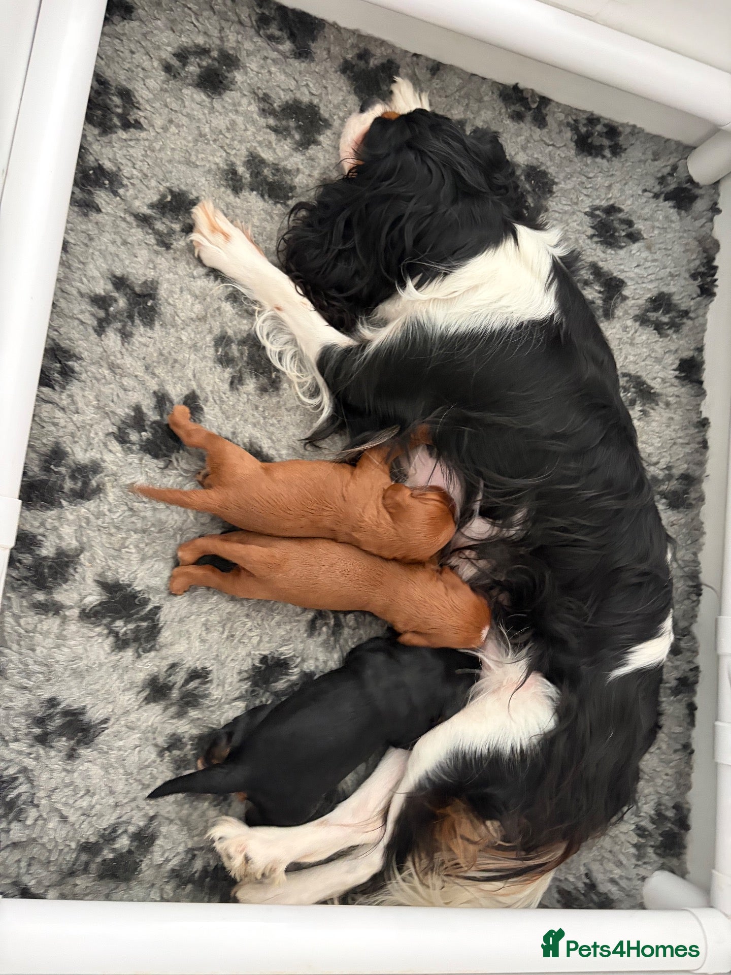 Cavalier King Charles Spaniel dogs Cavalier King Charles Spaniel puppies - Advert 1