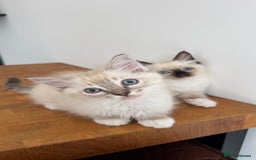 Ragdoll cats for sale: REDUCED * Pedigree Ragdoll Kittens READY TO GO!!! - Image 12