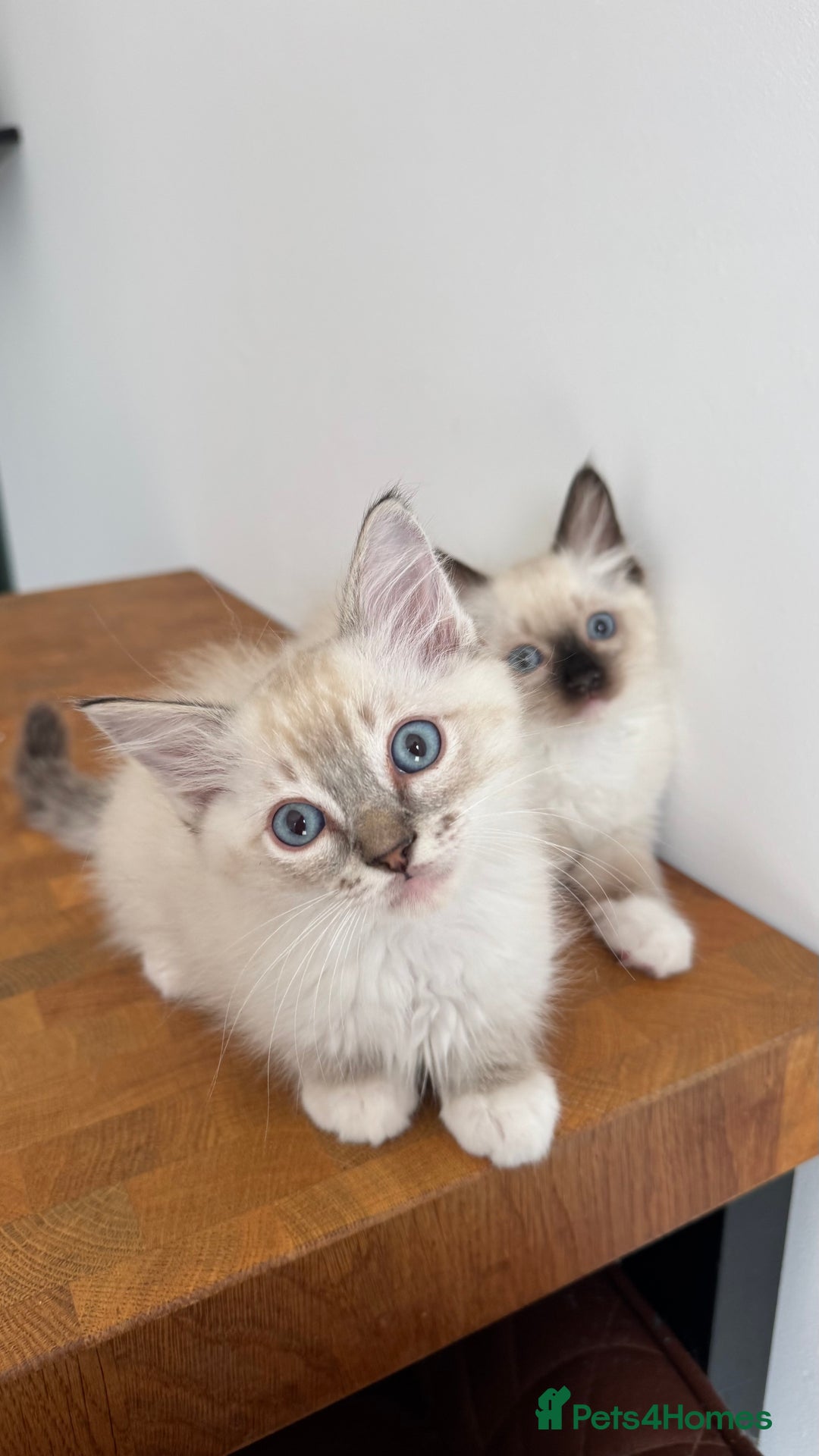 Ragdoll cats for sale: REDUCED * Pedigree Ragdoll Kittens READY TO GO!!! - Image 12