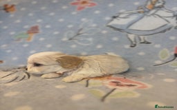 Cavapoo dogs for sale: Beautiful cavapoo pups from family home  - Advert 16