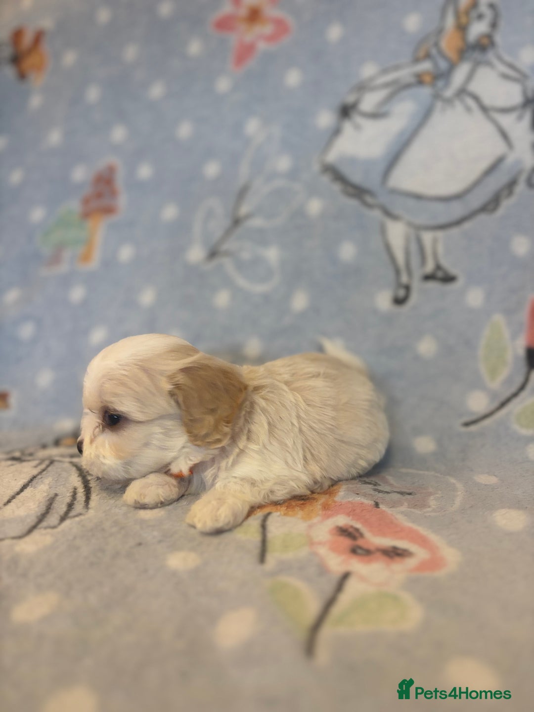 Cavapoo dogs for sale: Beautiful cavapoo pups from family home  - Advert 16
