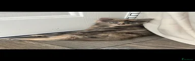 Mixed Breed 3