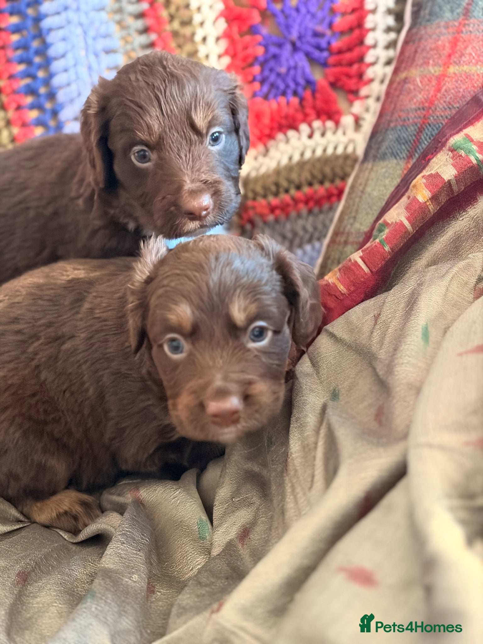 Cocker Spaniel dogs STUNNING WORKING COCKER SPANIEL PUPS.  - Advert 2