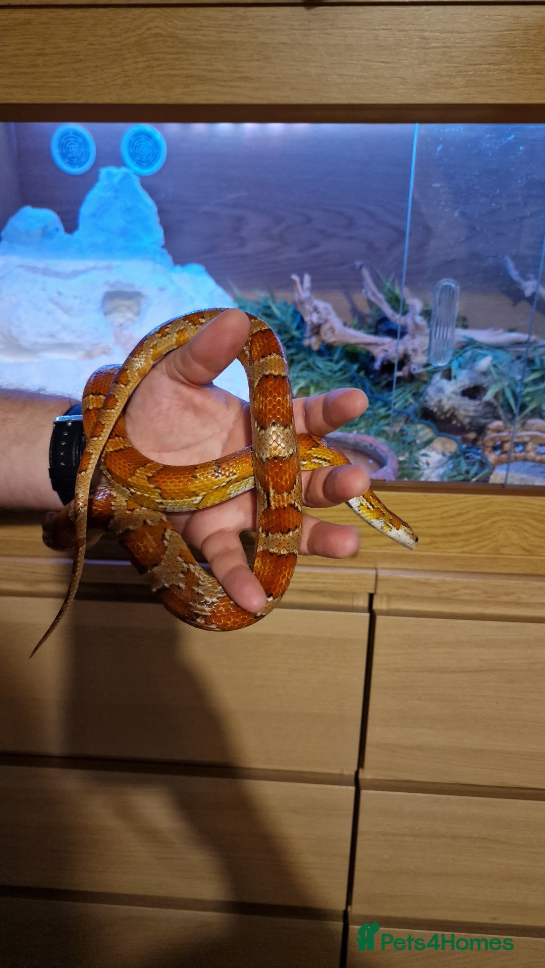 Corn Snake reptiles for sale: 6 yr old corn snake & 4ft Vivarium & accessories  - Advert 9