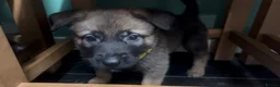Mixed Breed dogs for sale: Litter of 10 Gsd X Mal  - Advert 6