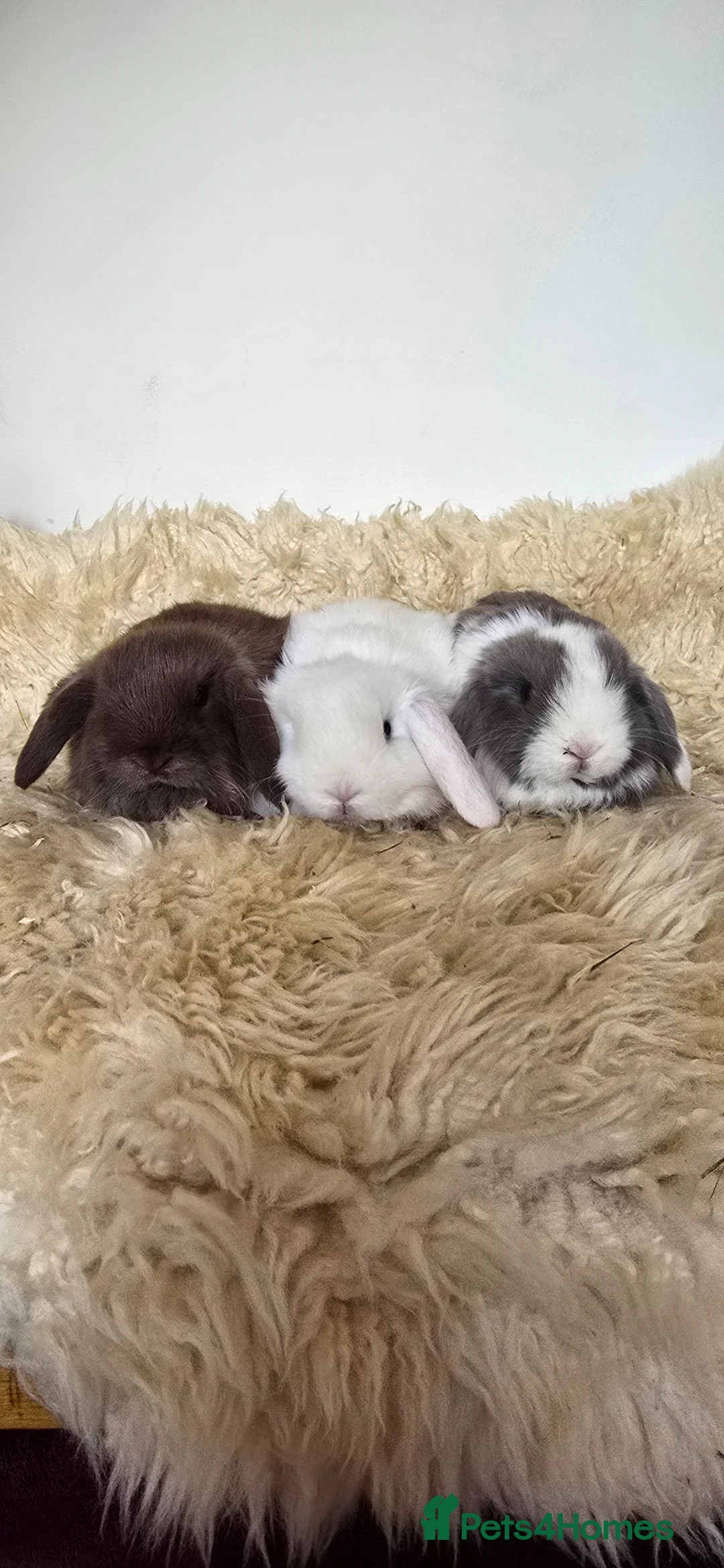 Mini Lop rabbits for sale: Mini lop bunnies for sale  - Advert 4
