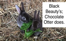 Rex rabbits for sale: Beautiful Pure Breed Velvet Mini Rex babies 🐰  - Image 17