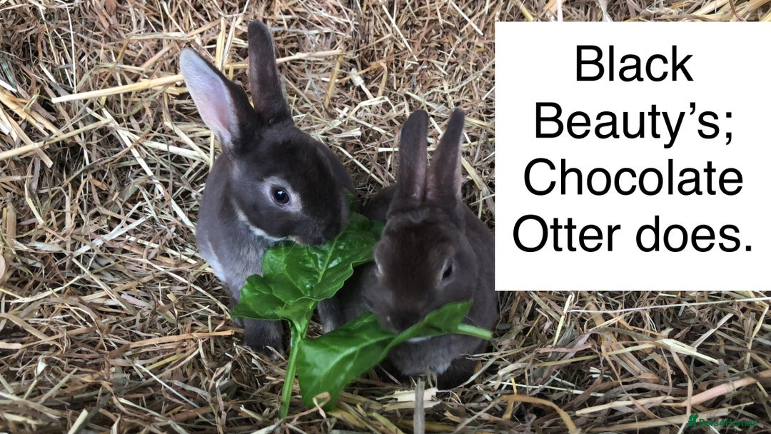 Rex rabbits for sale: Beautiful Pure Breed Velvet Mini Rex babies 🐰  - Image 17