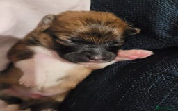 Mixed Breed dogs for sale: Little boy paparainion 🥰 - Image 10