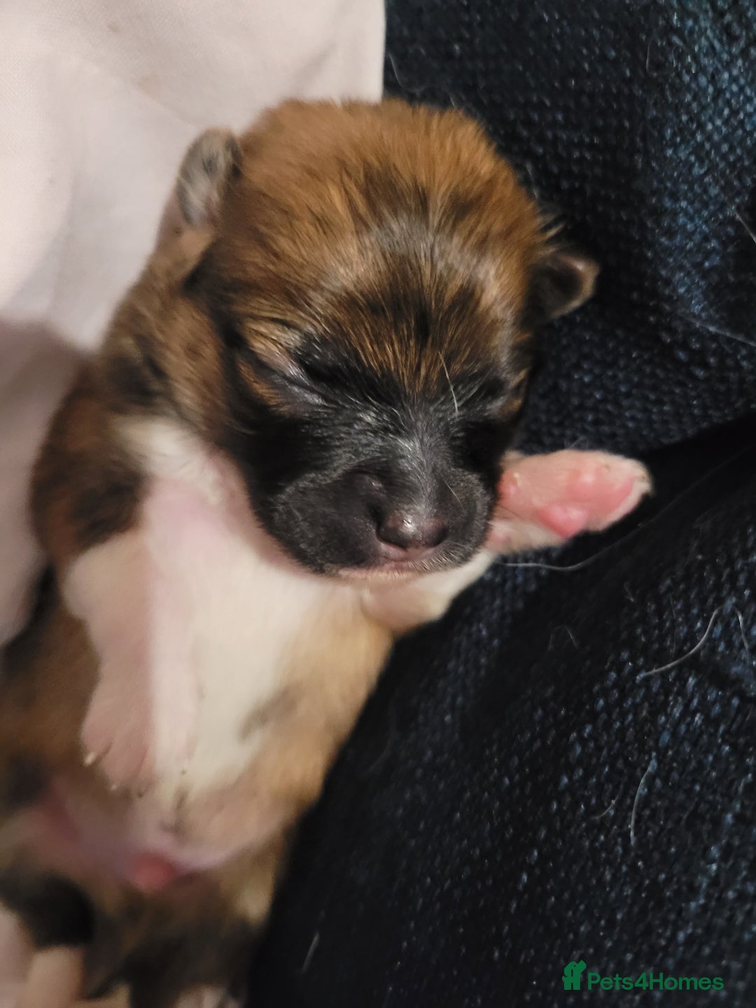 Mixed Breed dogs for sale: Little boy paparainion 🥰 - Image 10