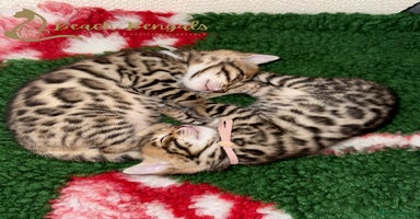 Bengal cats - Advert 2