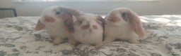 Mini Lop rabbits for sale: Adorable Mini Lop Baby Bunnies for sale - Advert 6