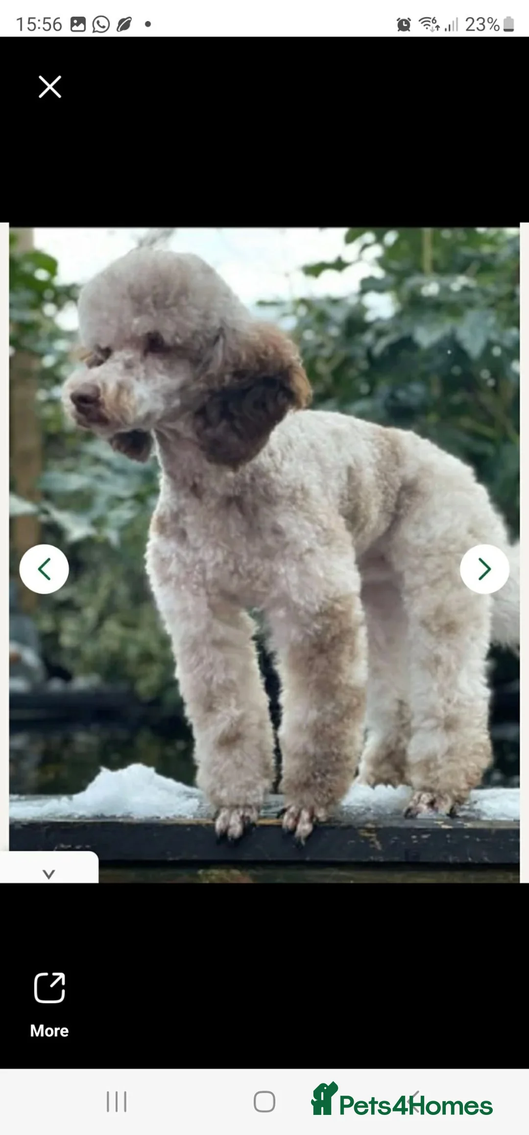 Mixed Breed dogs for sale: biewdles  - Advert 2