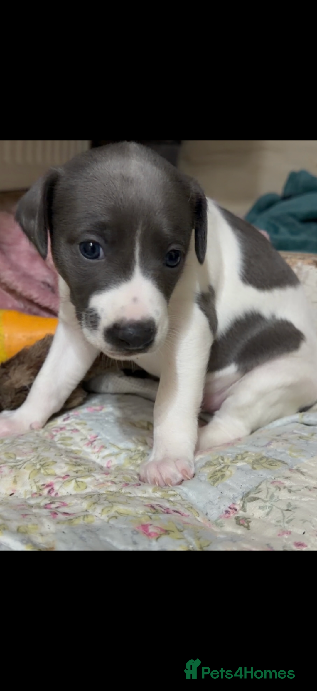 Whippet dogs for sale: blue and white whippet pups  - Advert 7