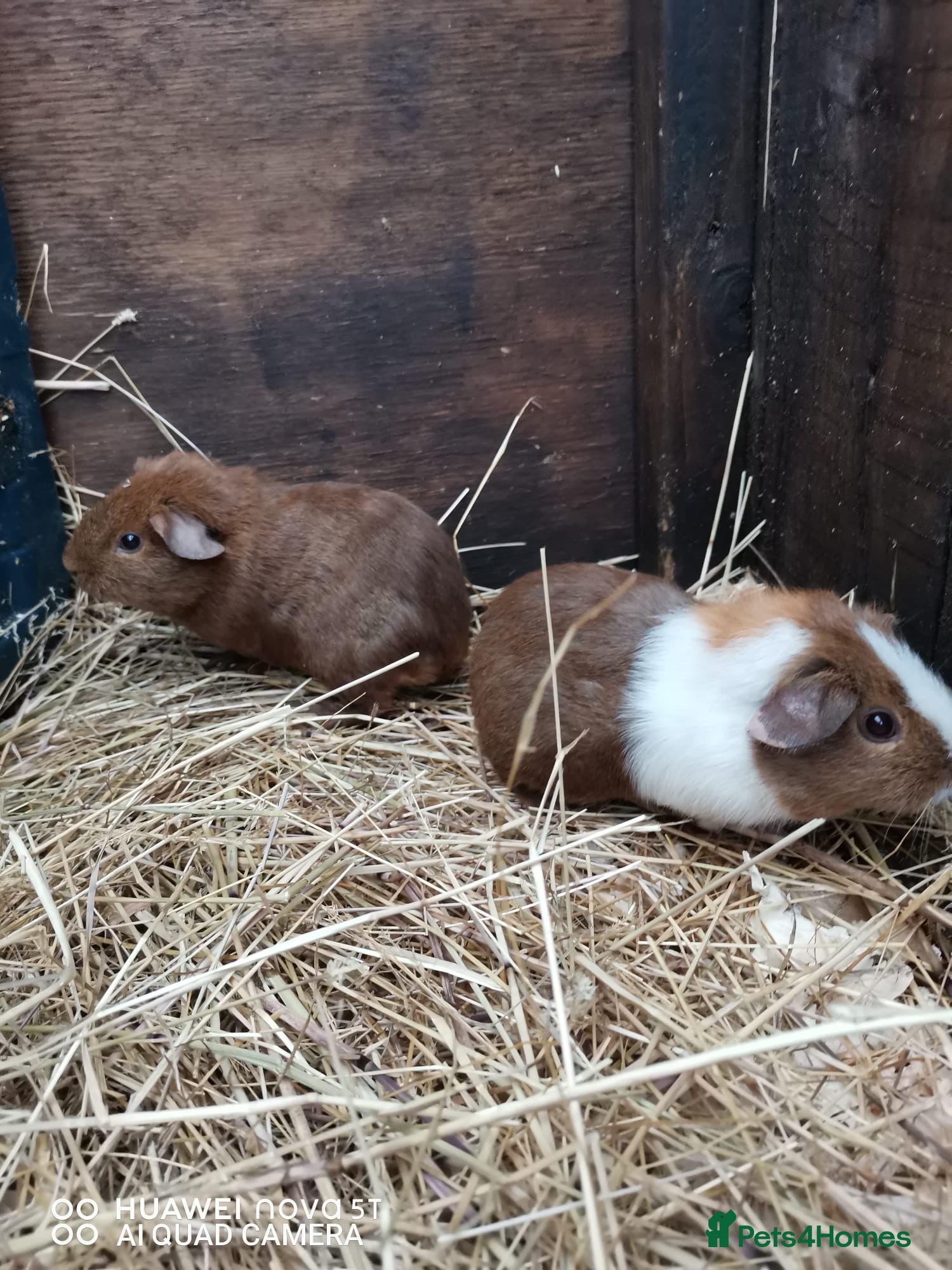Guinea Pig rodents Guinea pigs - just two bonded boys left! - Advert 6