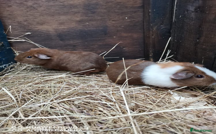 Guinea Pig rodents Guinea pigs - just two bonded boys left! - Advert 14