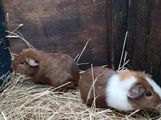 Guinea Pig rodents Guinea pigs - just two bonded boys left! - Advert 14
