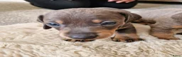 Miniature Dachshund dogs for sale: Miniture dashhound puppies in Driffield - Advert 3