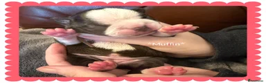 Boston Terrier 5 