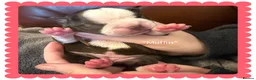 Boston Terrier dogs for sale: Our beautiful Boston terrier welcomed 8 puppies  - Advert 4