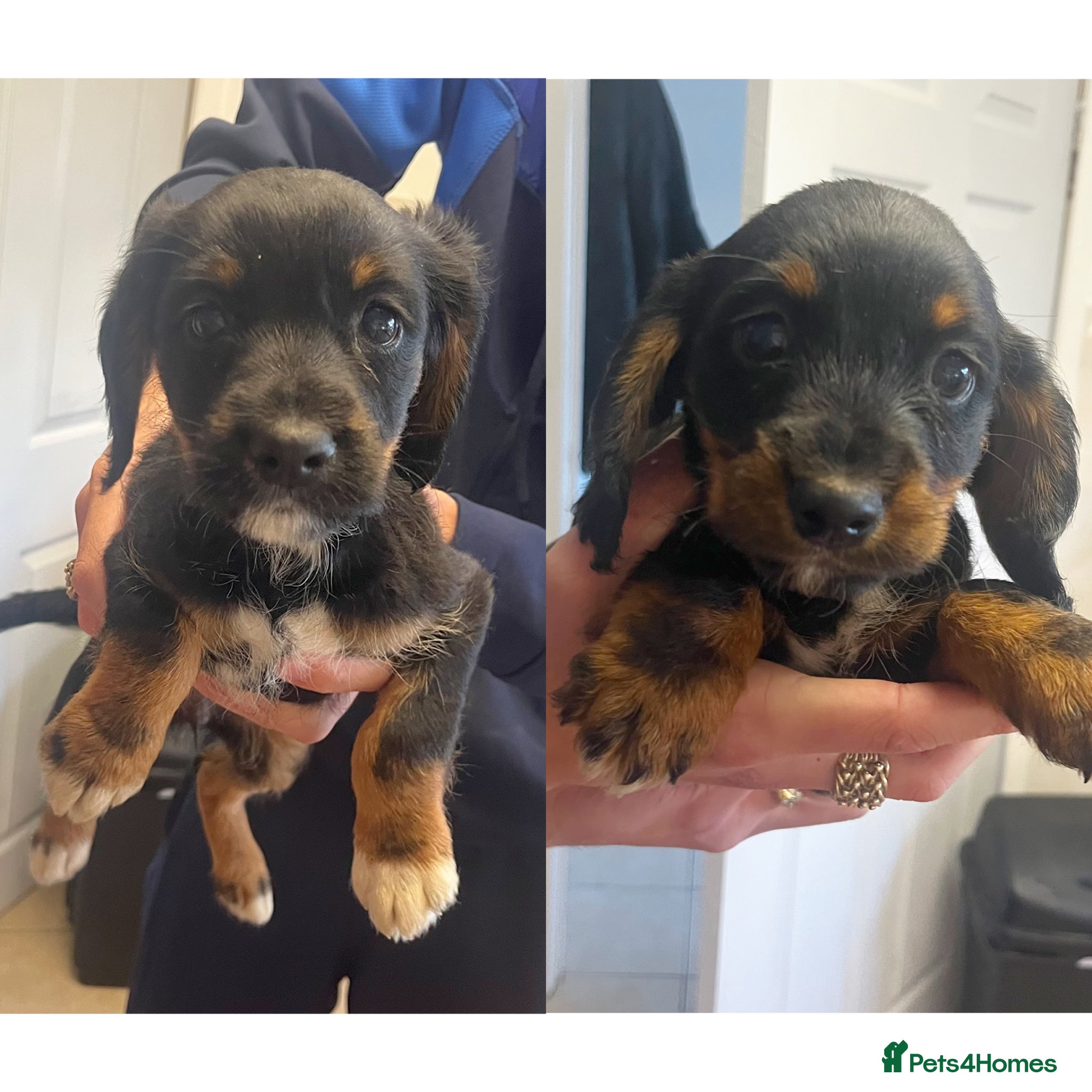Mixed Breed dogs Cocker x terrier puppies for sale - Advert 14