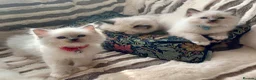 Ragdoll cats for sale: Gccf Anne Baker lines champion Ragdoll kittens  - Advert 5