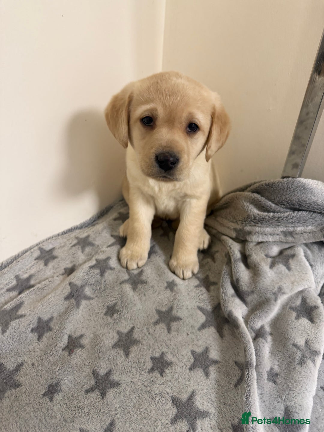 Labrador Retriever dogs for sale: Labradors - Advert 2