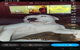 Staffordshire Bull Terrier dogs for sale:  Female 24 weeks/17 months/2 years 9 months in Morecambe - Image 15