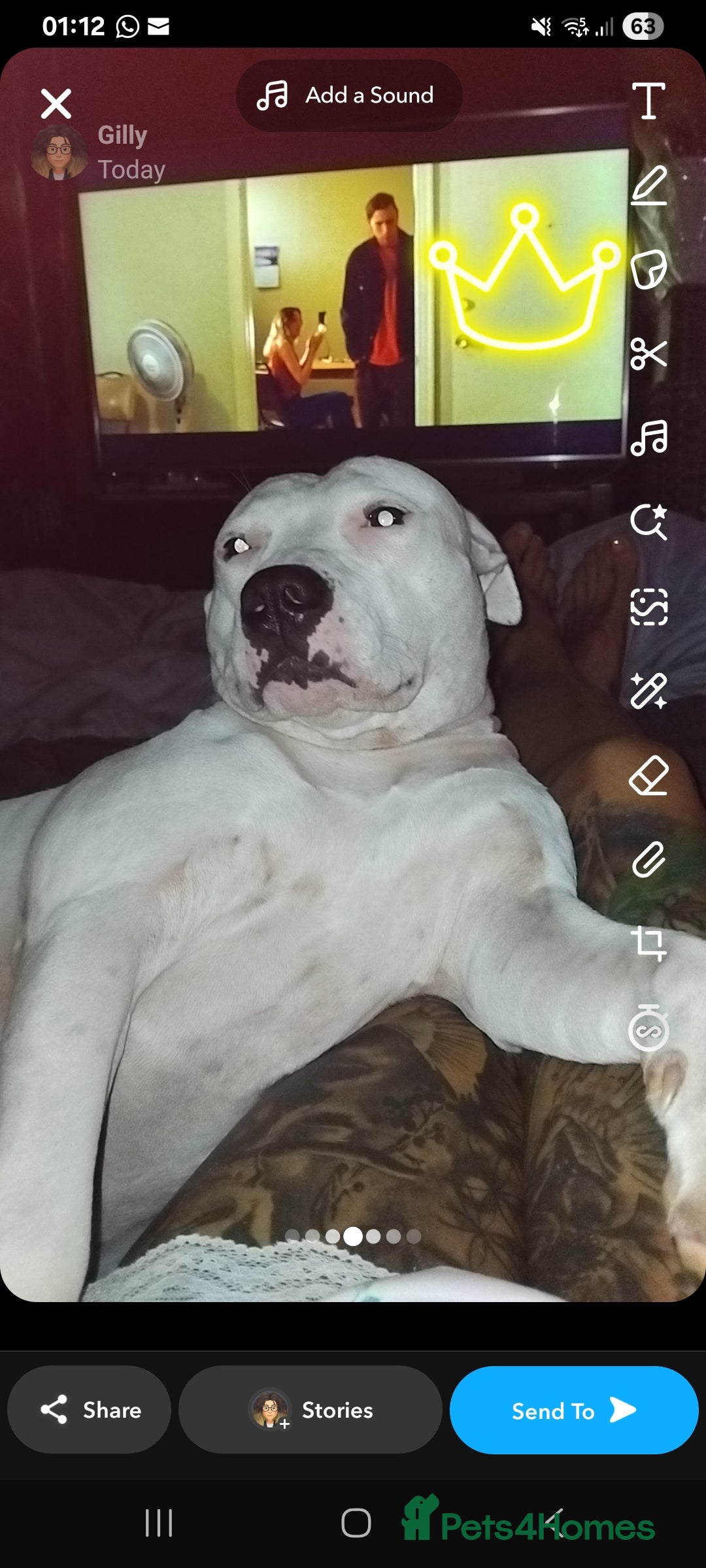 Staffordshire Bull Terrier dogs for sale:  Female 24 weeks/17 months/2 years 9 months in Morecambe - Image 15